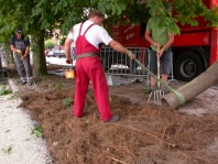 Freilegen der Wurzeln mit Saugfahrzeug