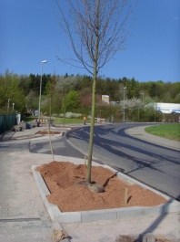 Straenbaumpflanzung 2008