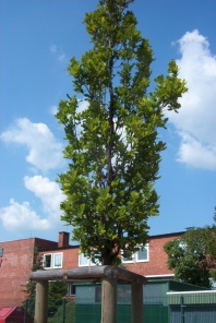 Baumpflanzung 2005