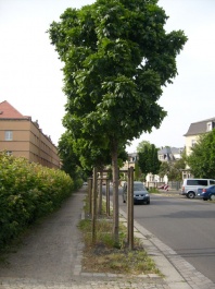 Straßenbaum im Jahr 2008 