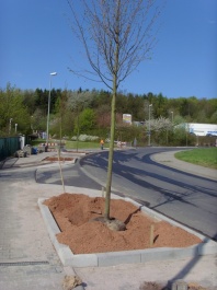 Straßenbaumpflanzung 2008
