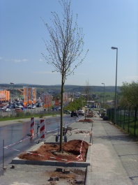 Straßenbaumpflanzung 2008